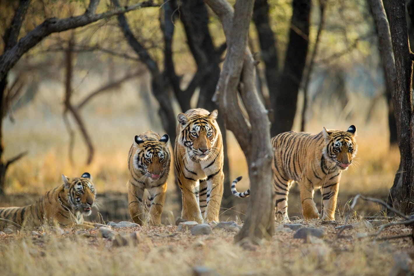 Ranthambore National Park WanderLust Travel Hub
